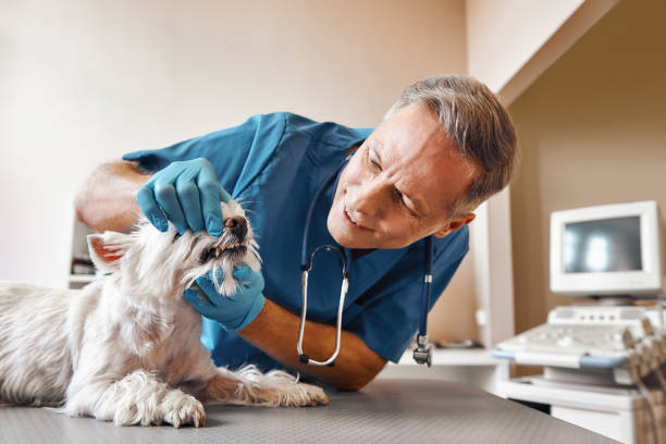 Best Emergency Dental Care for Abscessed Tooth in Unionville, MO